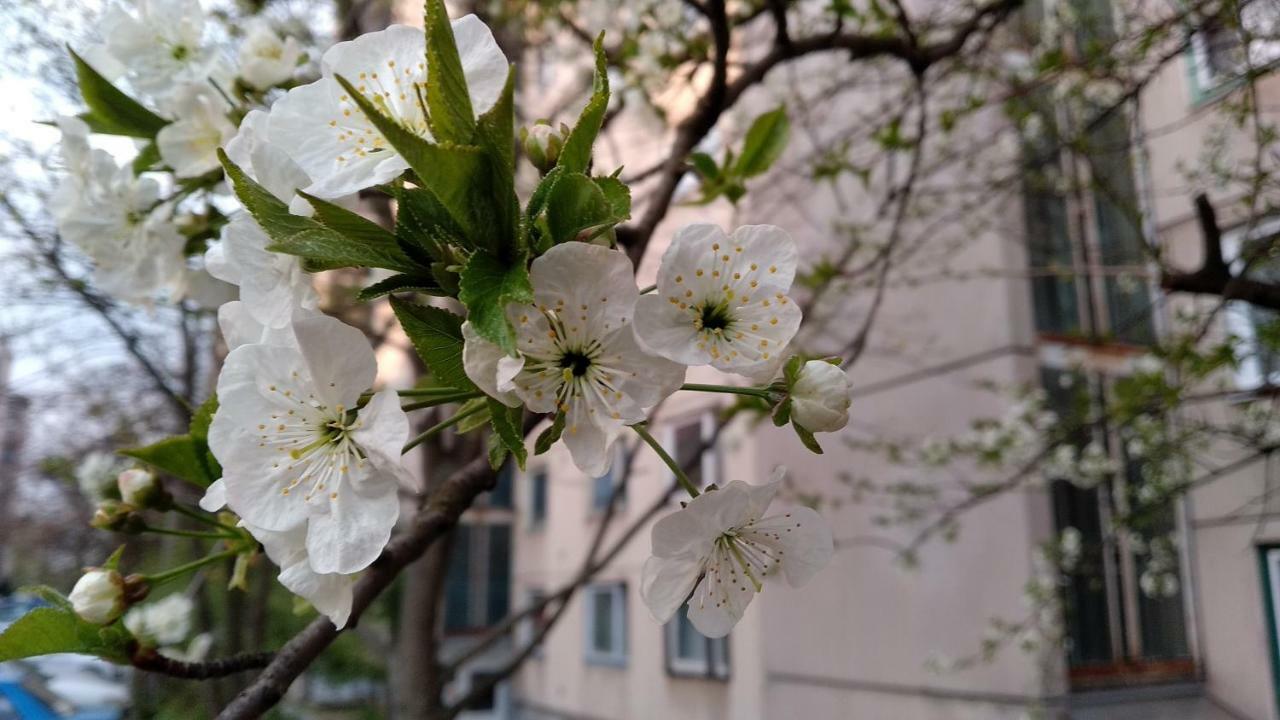 Gesztenyes Apartman Mişcolţ Exterior foto